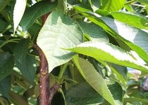 차쿠 뜨락에 열린 첫 체리~